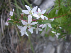 Agathosma crenulata
