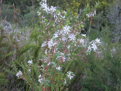 Agathosma crenulata