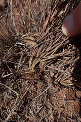Eragrostis racemosa