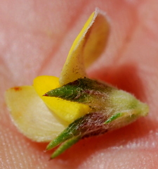 Aspalathus opaca opaca