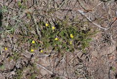 Aspalathus opaca opaca