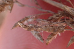 Eragrostis racemosa