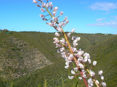 Eulophia barbata