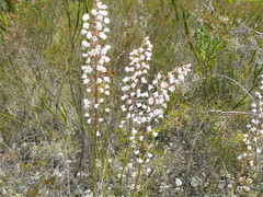 Eulophia barbata