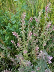 Odontites vulgaris