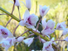 Eulophia barbata