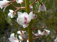 Eulophia barbata