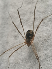 Phalangium opilio
