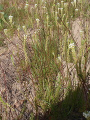 Hebenstretia integrifolia