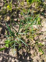 Pelargonium attenuatum