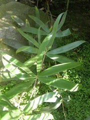 Ceratozamia