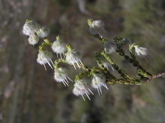 Erica senilis