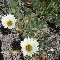 Arctotis stoechadifolia