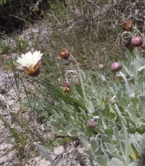 Arctotis stoechadifolia