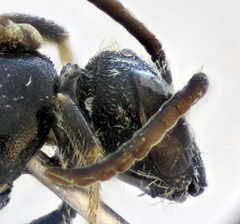 Lasioglossum medinai