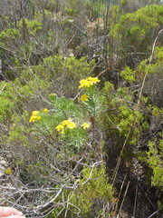 Euryops linifolius