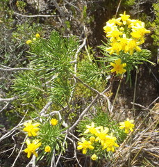 Euryops linifolius