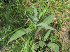 Centaurea phrygia salicifolia