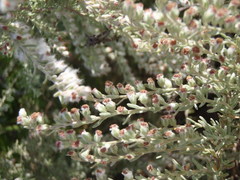 Eriocephalus racemosus racemosus