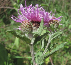 Centaurea phrygia salicifolia