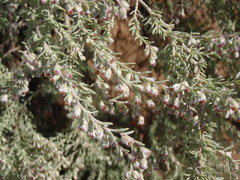 Eriocephalus racemosus racemosus