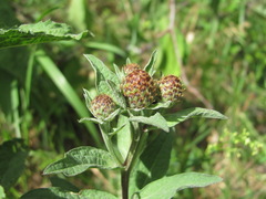 Centaurea phrygia salicifolia