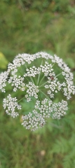 Conioselinum tataricum