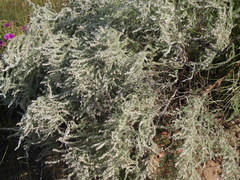 Eriocephalus racemosus racemosus