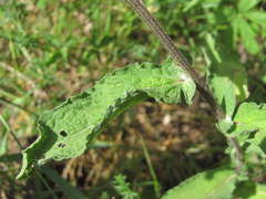Centaurea phrygia salicifolia