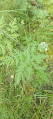 Conioselinum tataricum