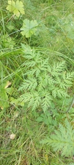 Conioselinum tataricum