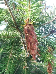 Pinaceae
