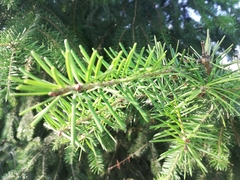 Pinaceae