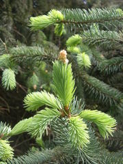 Picea meyeri