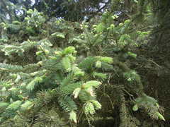 Picea meyeri