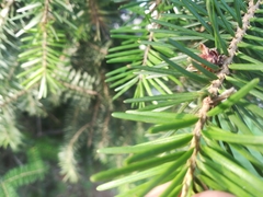 Pinaceae