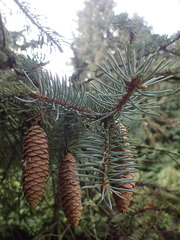 Picea meyeri