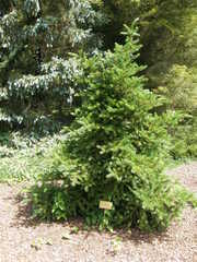 Picea polita