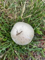 Agaricus campestris