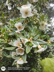 Eucryphia