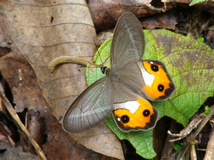 Pierella nereis