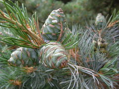 Pinus parviflora