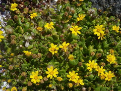 Senecio maritimus