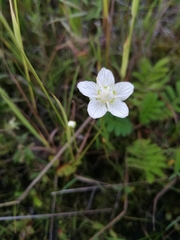 Parnassia palustris