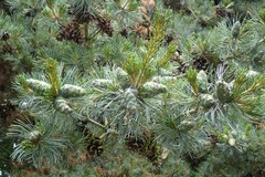Pinus parviflora
