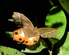 Pierella nereis