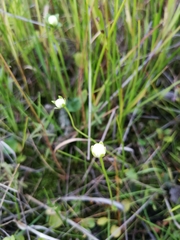 Parnassia palustris