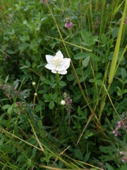 Parnassia palustris