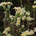 Gnidia chrysophylla - Photo (c) Nicola van Berkel,  זכויות יוצרים חלקיות (CC BY-SA), הועלה על ידי Nicola van Berkel