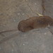 Crocidura cyanea - Photo (c) Nicola van Berkel, μερικά δικαιώματα διατηρούνται (CC BY-SA), uploaded by Nicola van Berkel